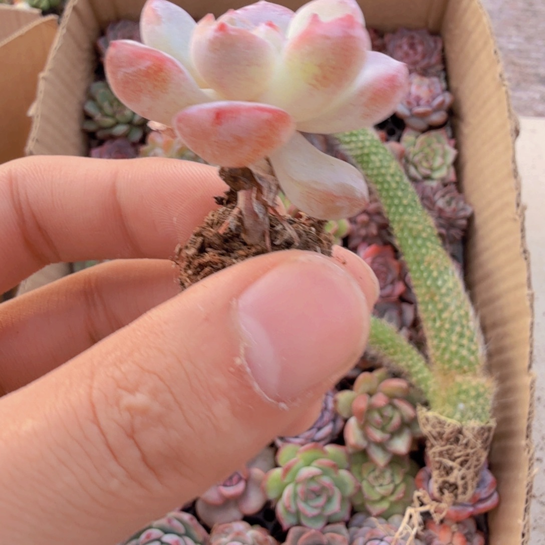 肖***梅多肉杆子18颗111111