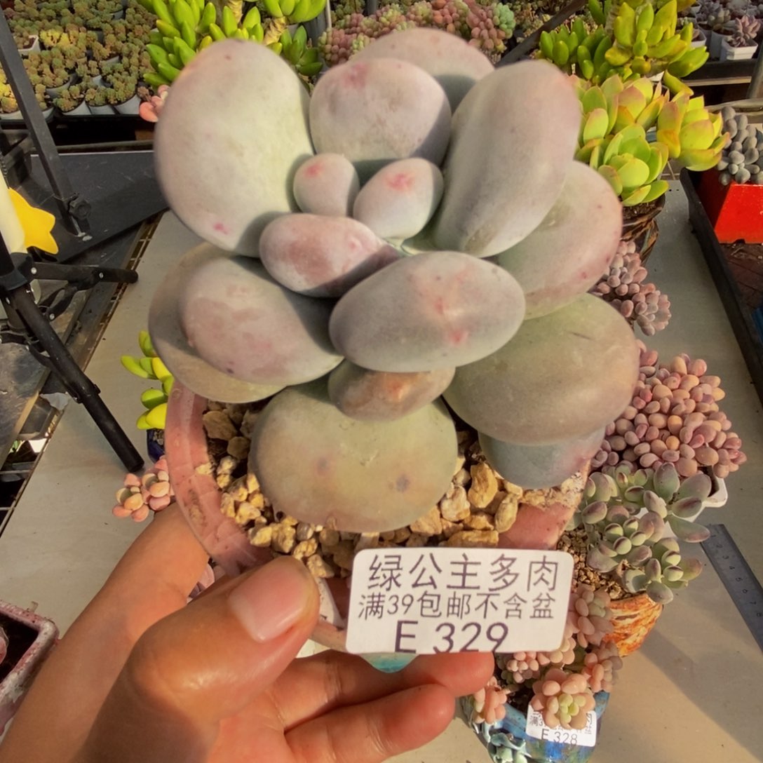 329大叶奶多肉7c m