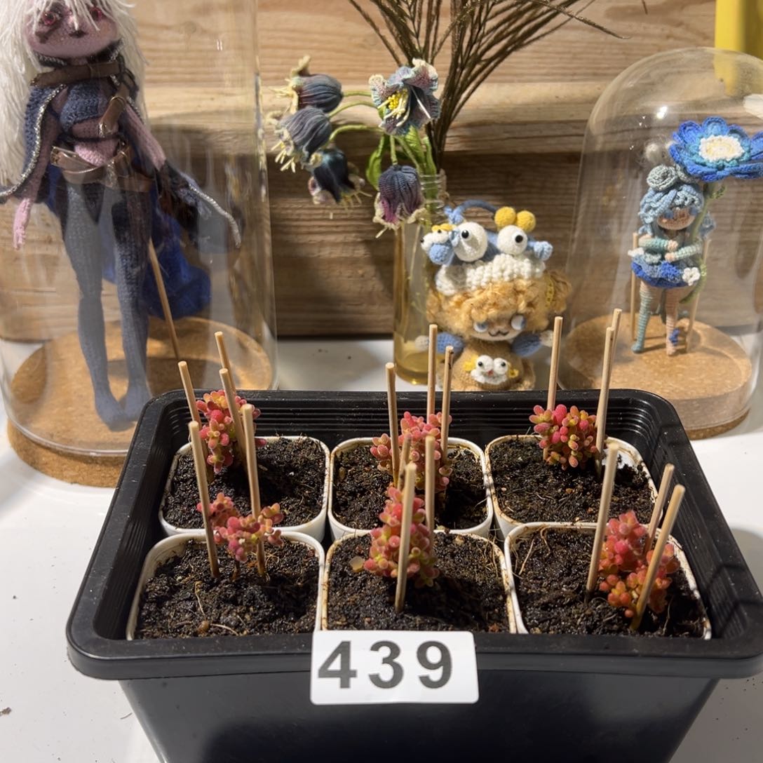 枝干番杏多肉植物439