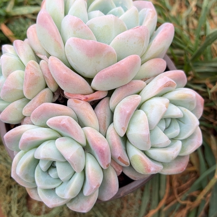 冰玉群生多肉植物