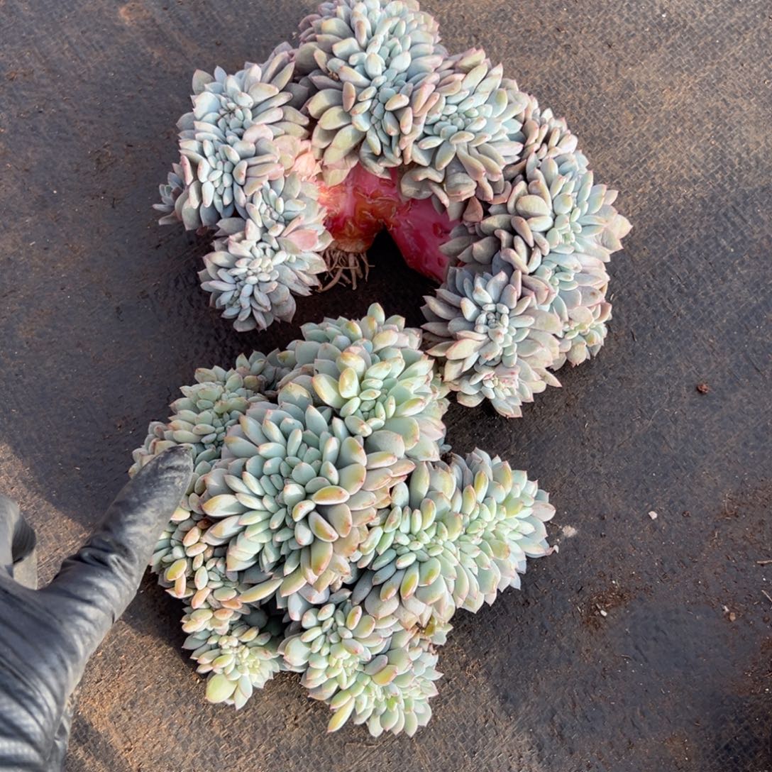 芝****一体化设计我快吐了几乎估计