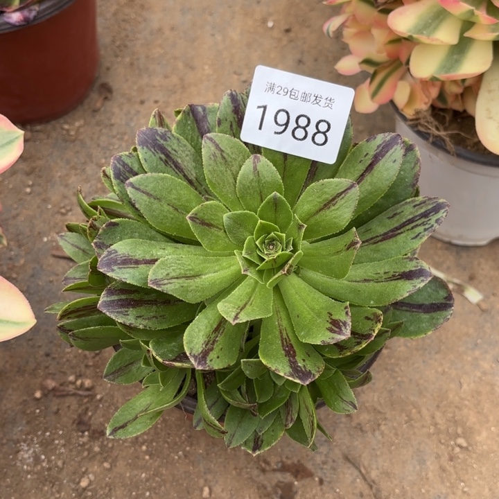 碧火多肉法师1988