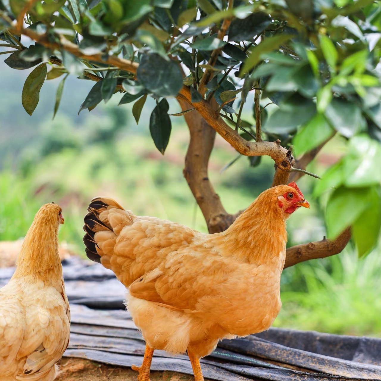 【发4只】农家散养三黄鸡发货包邮到手4只新鲜   单只一斤半  XG1