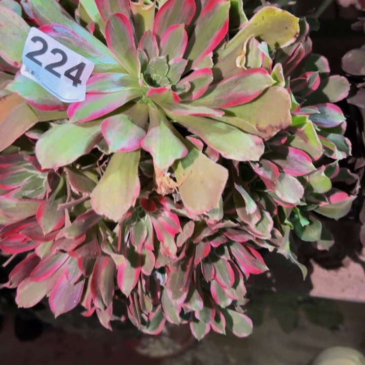 224女巫变异多肉植物不售后