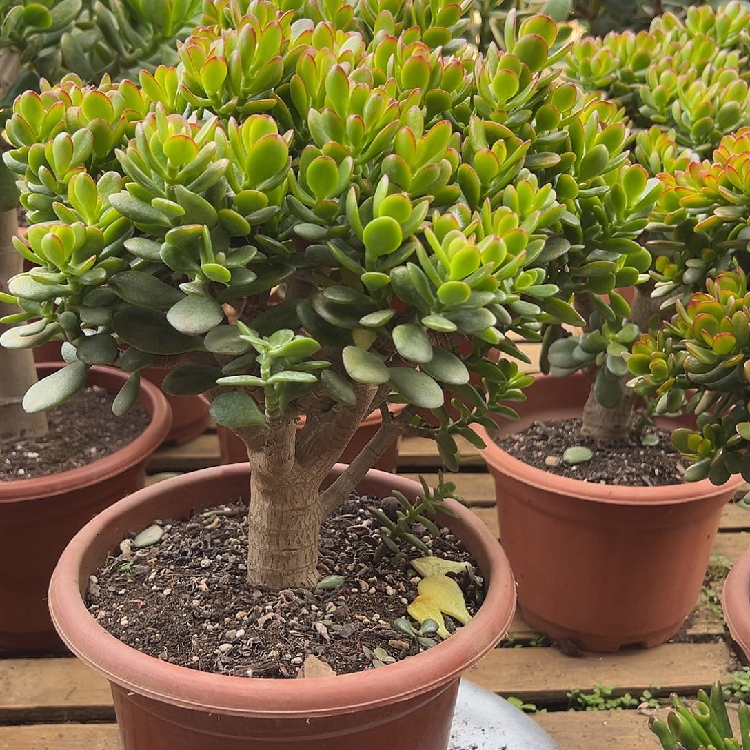 5年摇钱树带土球发货