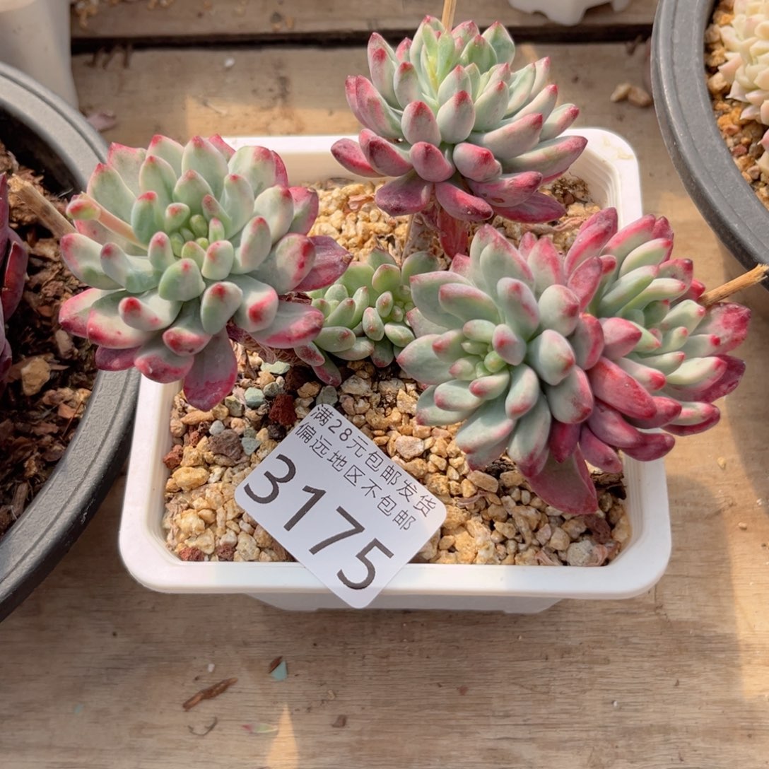 大3175、b d h f h v j n