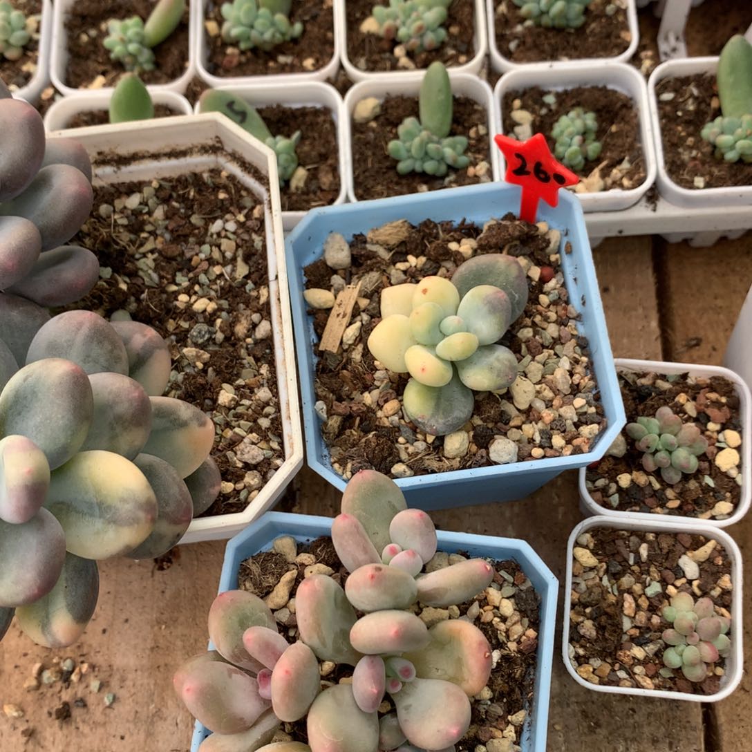 图***乐七级灯牌要花盆哈哈哈