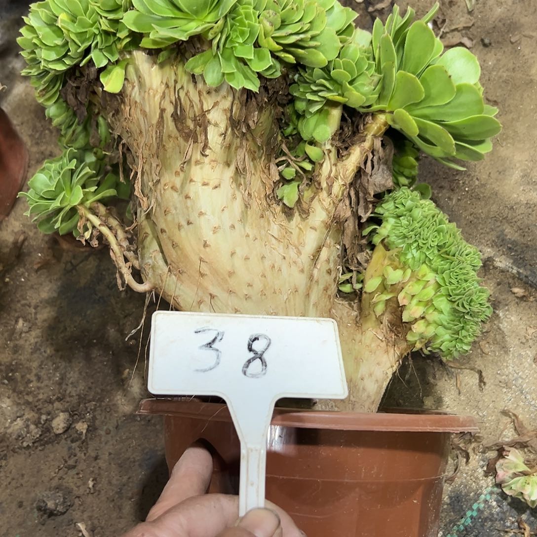 多肉植物绿羊绒缀花38
