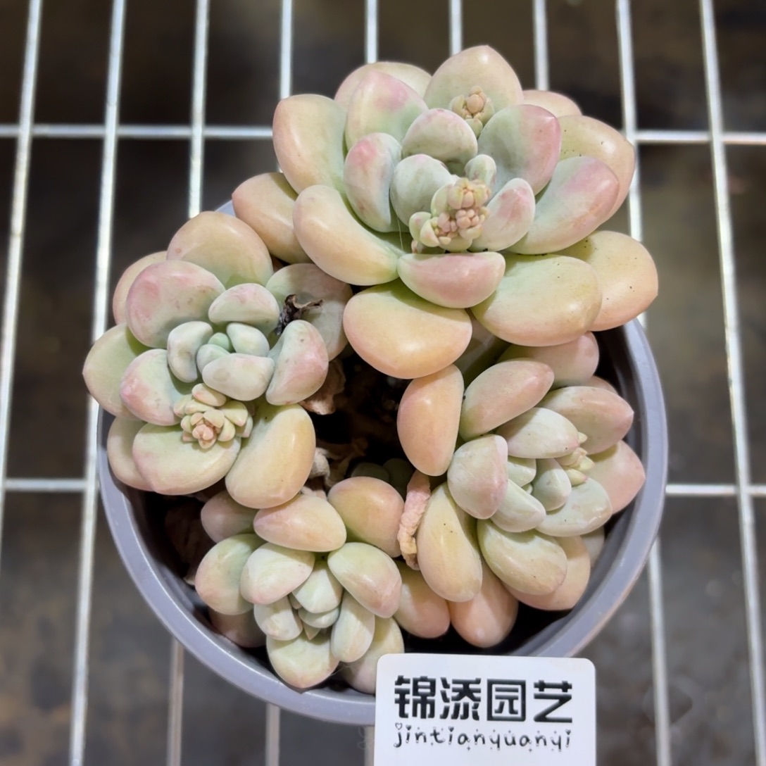 泡泡糖2395 一物一拍多肉