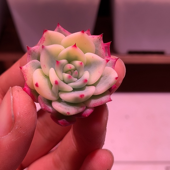 杂交锦锦锦锦锦锦锦