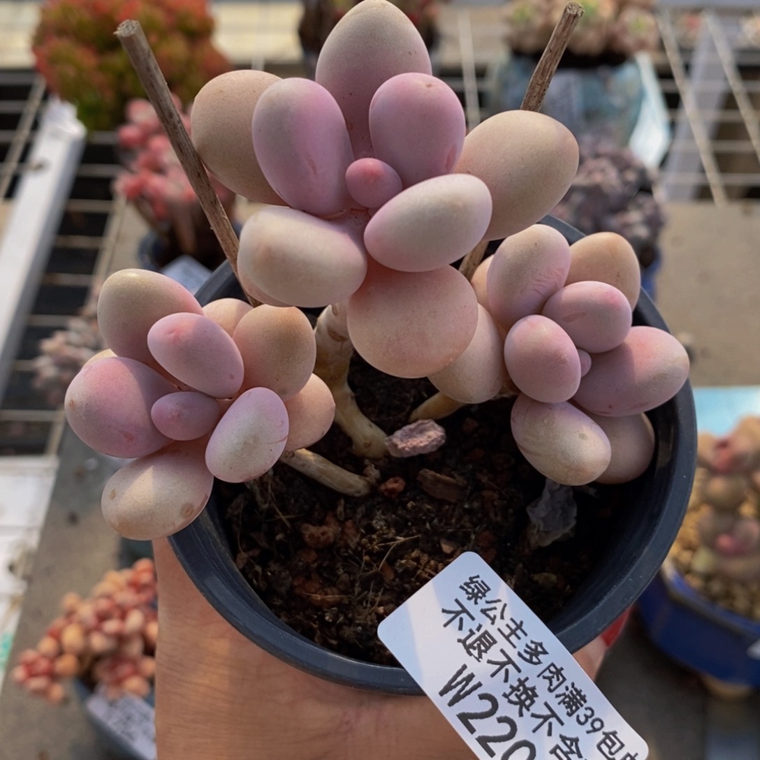 糖果桃蛋220/8c m