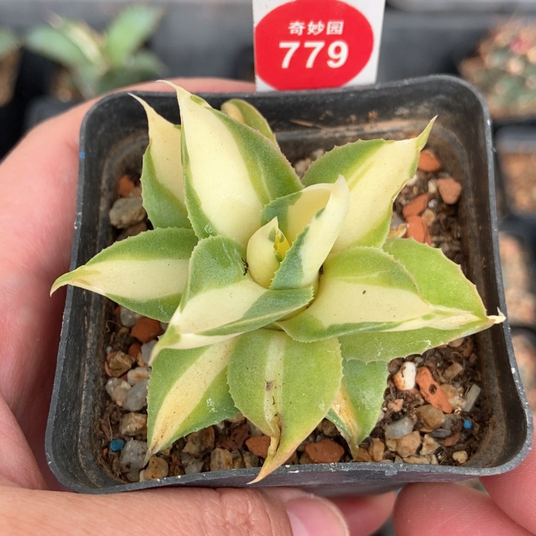 王妃雷神黄中斑一颗仙人球