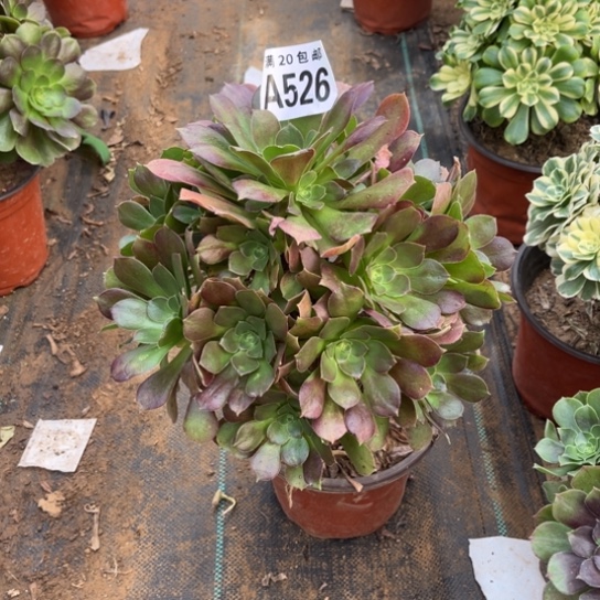 526柠檬玫瑰不包断枝