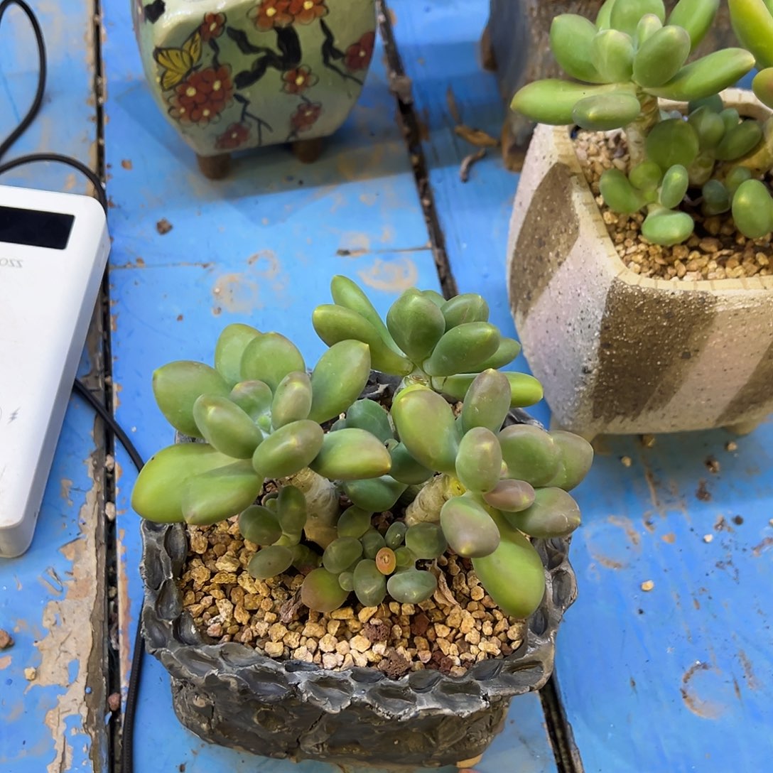 芒果奶裸根发货。    