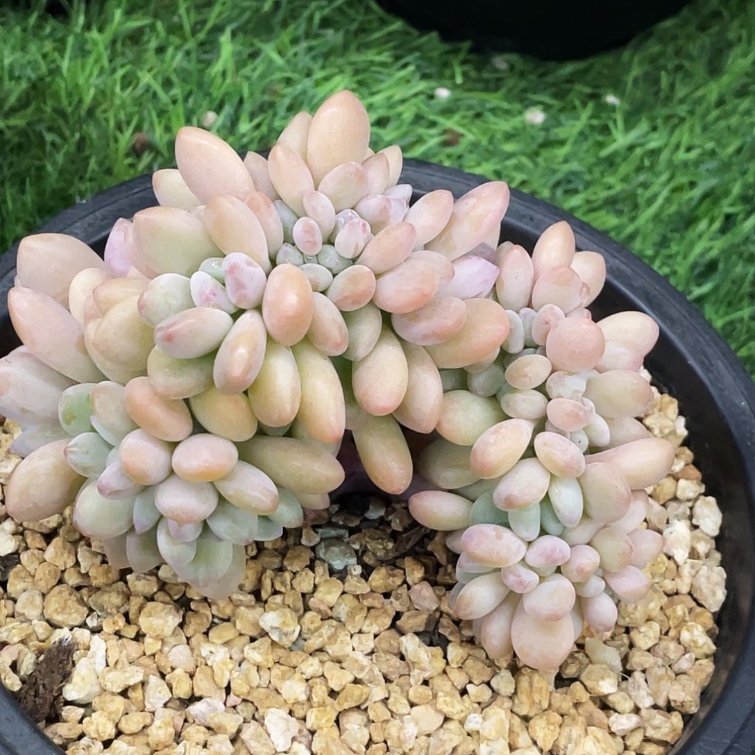 整桩无砍无糖纯小树缀一颗