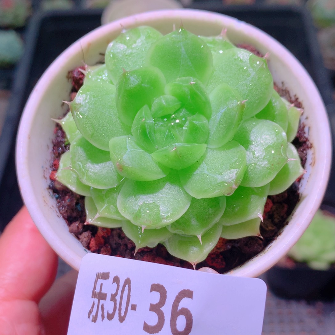 乐然30-36 新品单头 