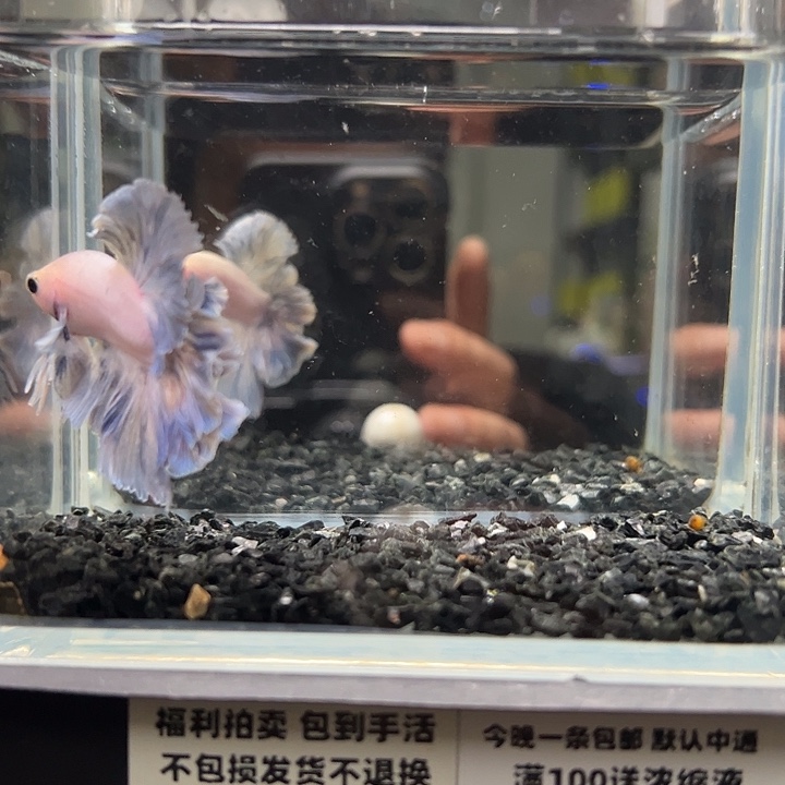 斗鱼跑单拉黑13日