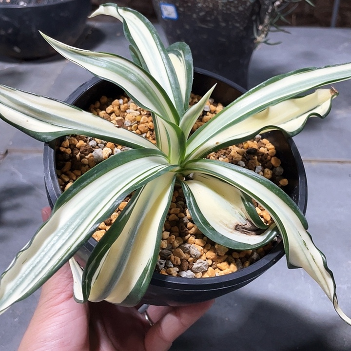 福利鹦鹉嘴黄中班66666666