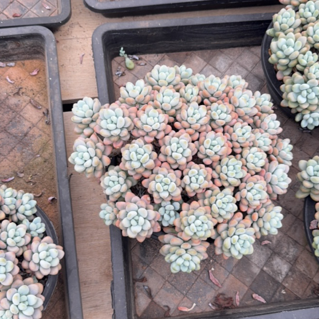 洛神 一物一拍 多肉植物
