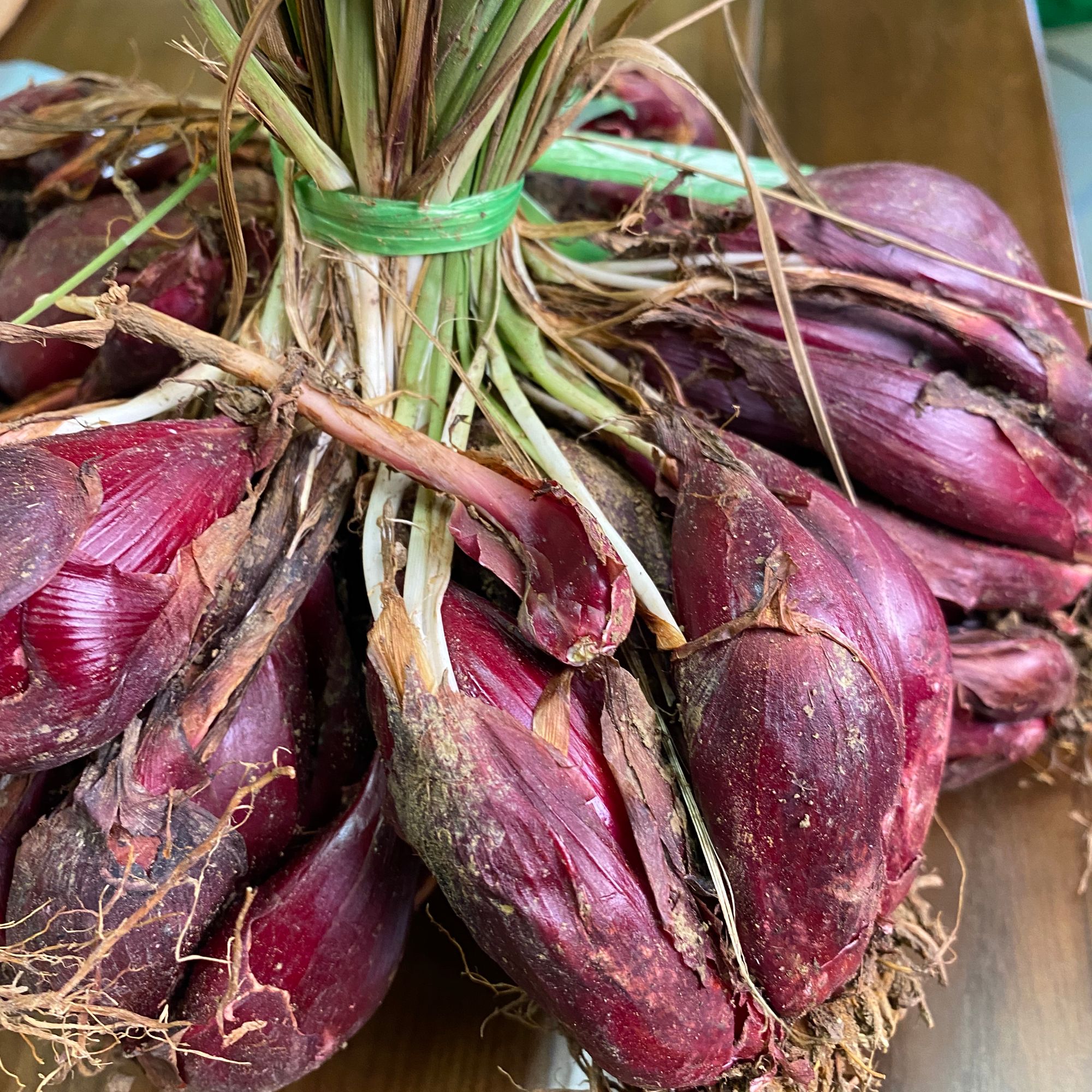 普洱密林红蒜   2500g