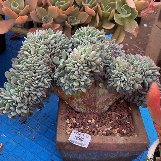 用****8玛瑙缀1404 多肉