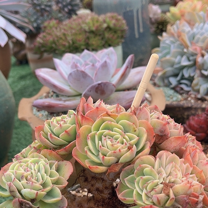 埃斯梅拉达朵朵缀2111多肉植物