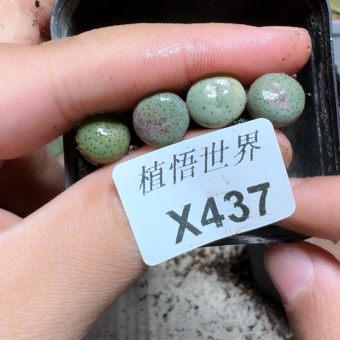 437盒多肉植物哇f v