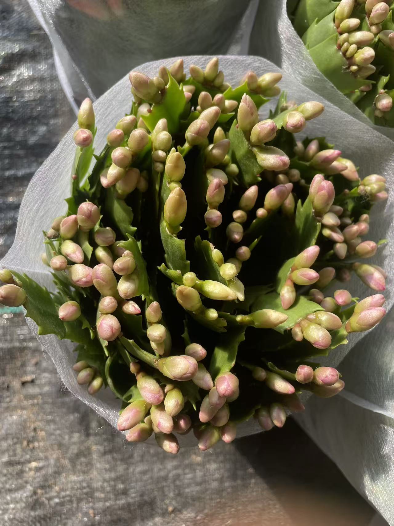 【蟹兰阁】一物一拍专属链接