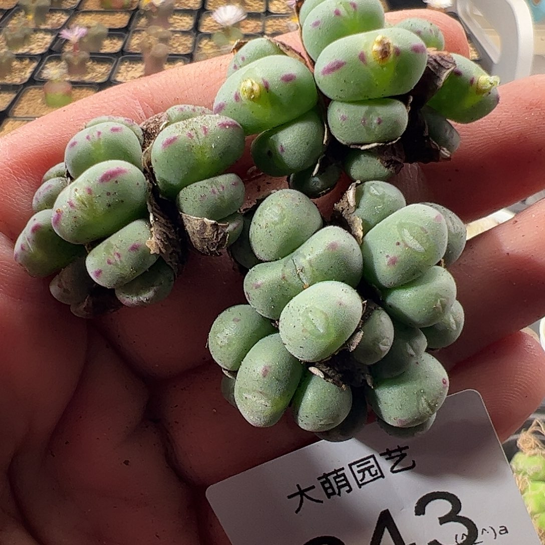 一物一拍。        243