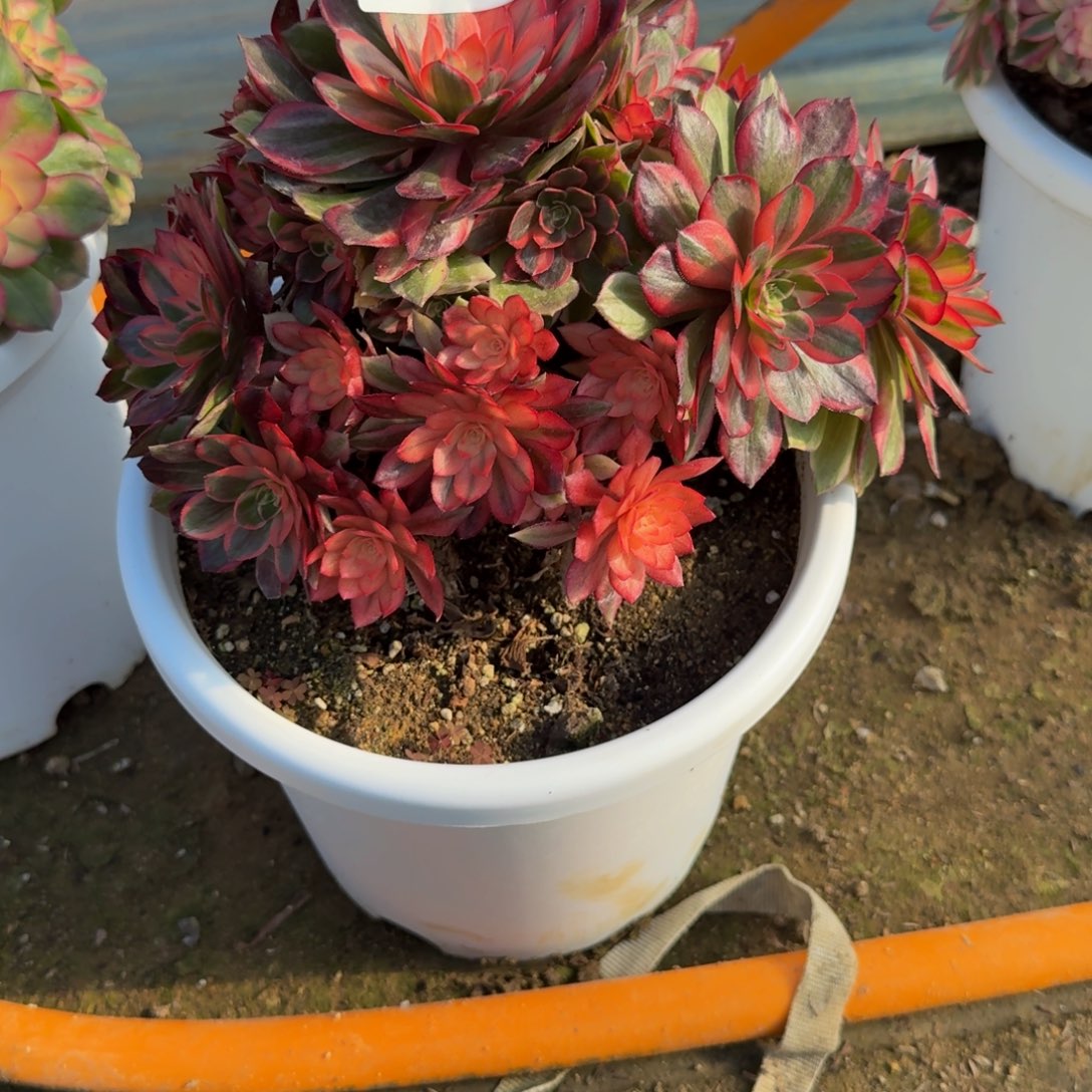 912黑魔锦。多肉植物