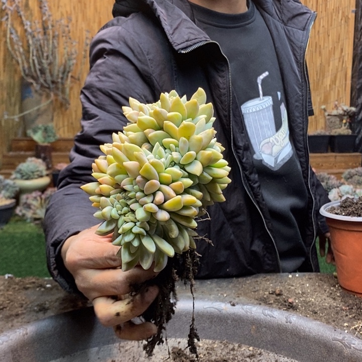 宁***4465 号淡雪多肉植物