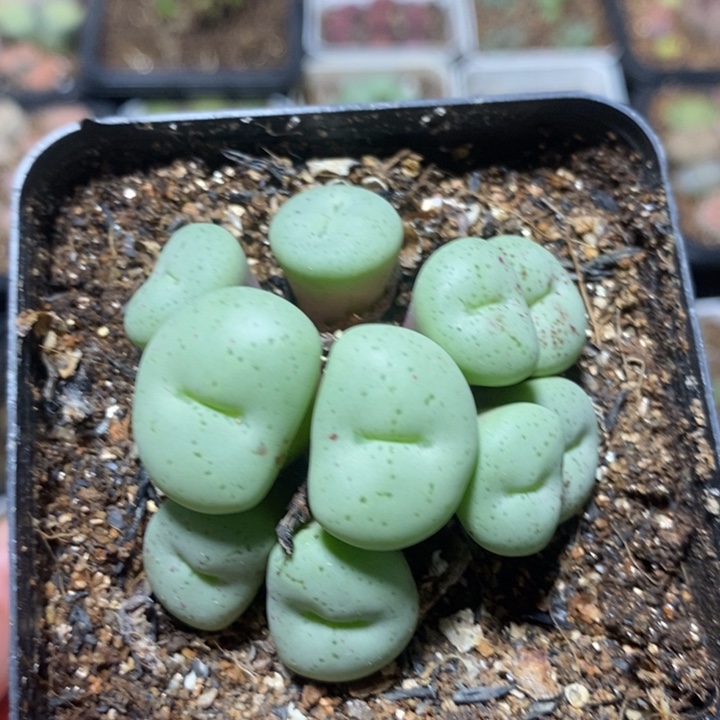 捧花大饼11头特价