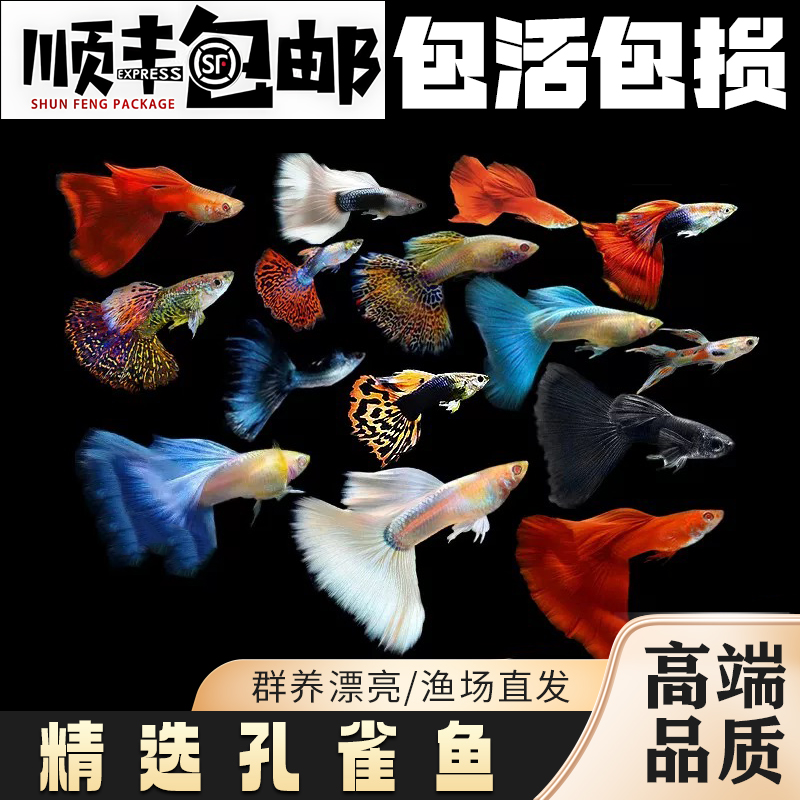 孔雀鱼观赏鱼活体热带小型鱼斑马天使淡水鱼冷水鱼耐活