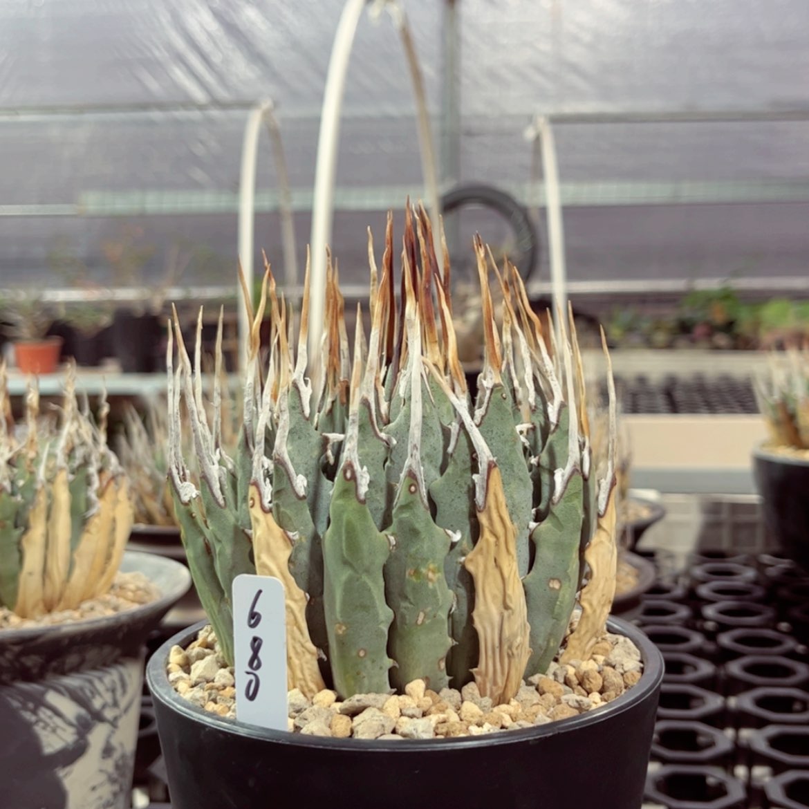 【闪购商品】凝**11111111