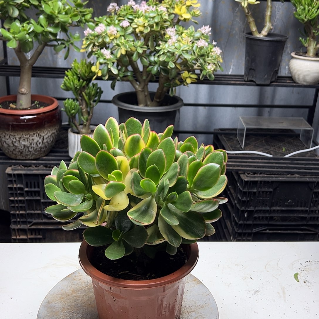 4年新花月锦带盆土发货