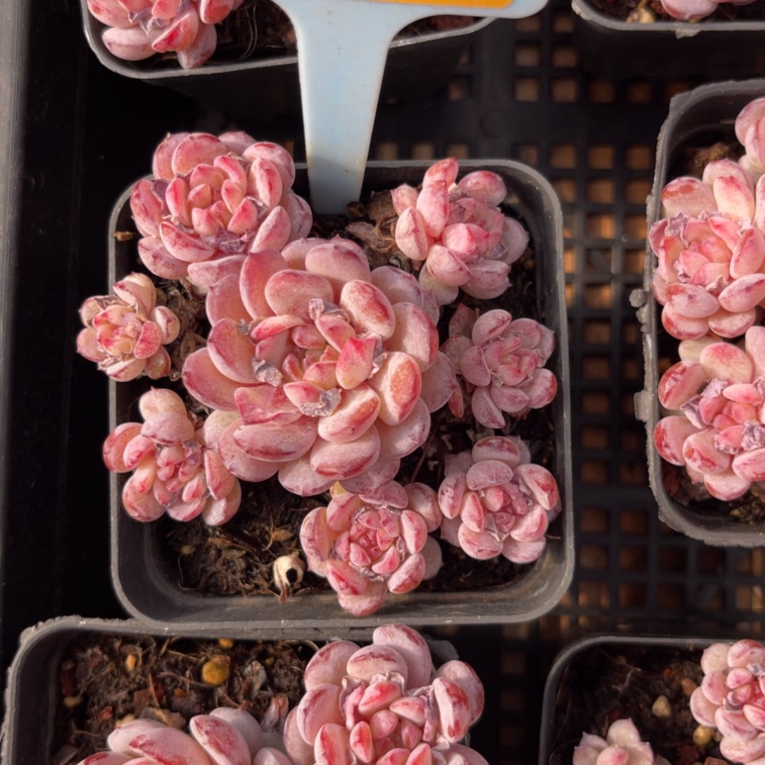 向***学云尘多肉一物一拍不包整345