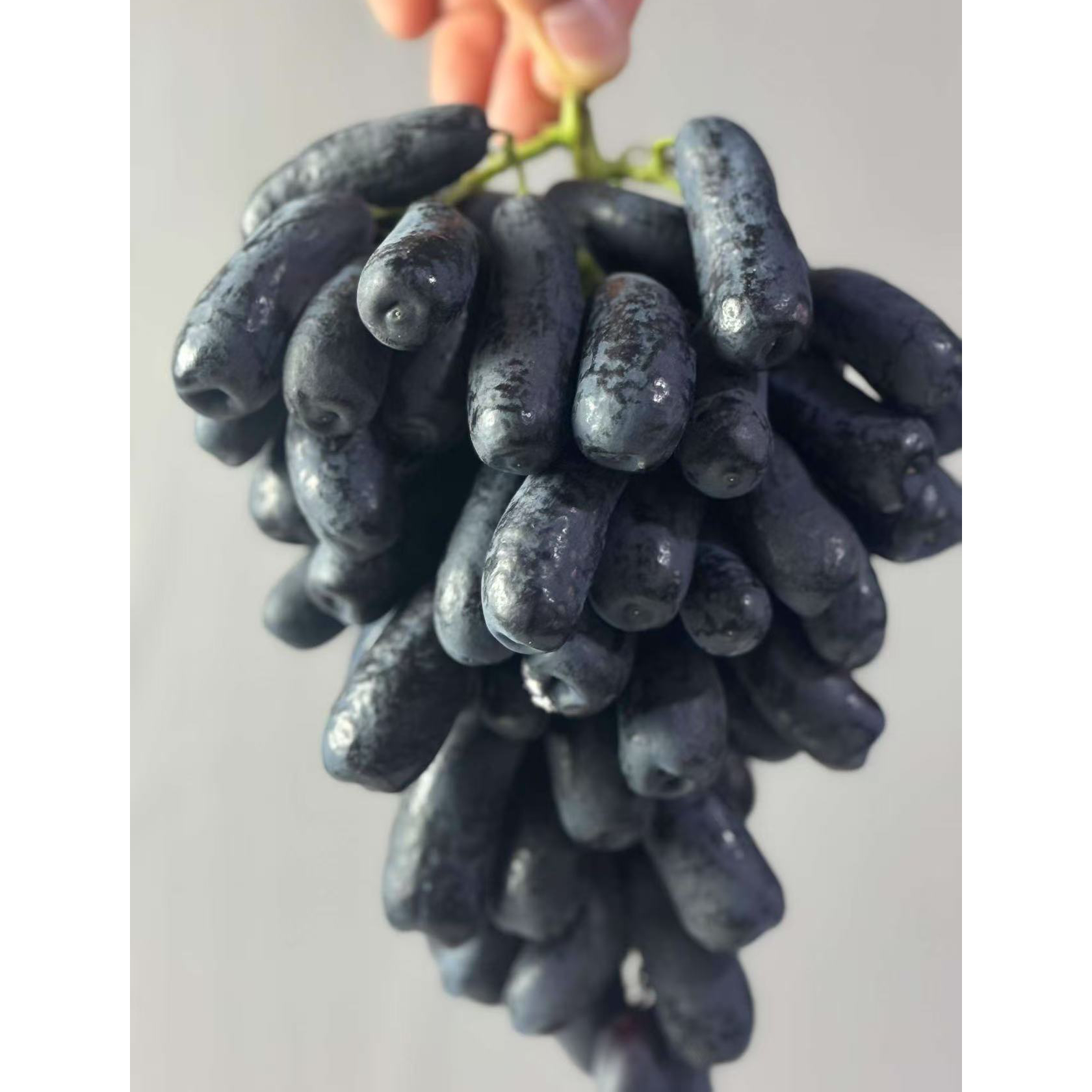 金手指葡萄2斤装；黑提蓝宝石美人指提子，无籽甜水果新鲜北京市