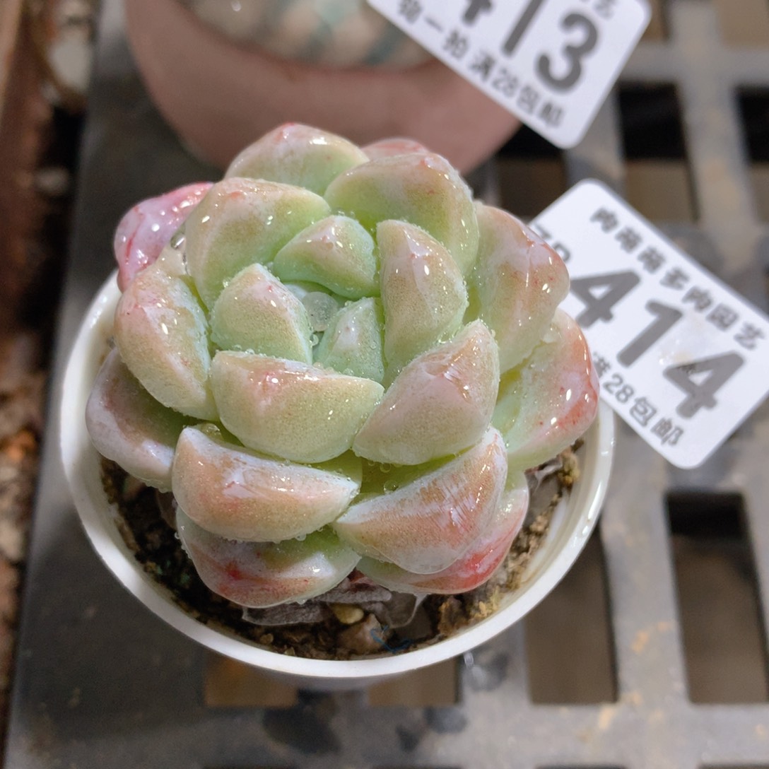 肉萌萌拇指盆精控多肉ZR414