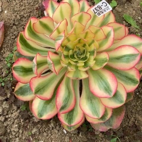 837爱丽丝满25包邮多肉