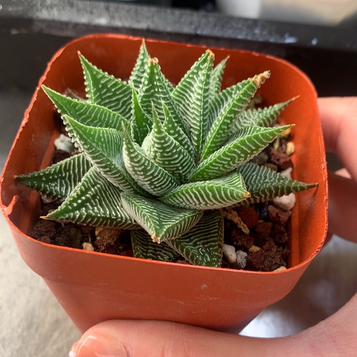 白马硬叶一物一拍