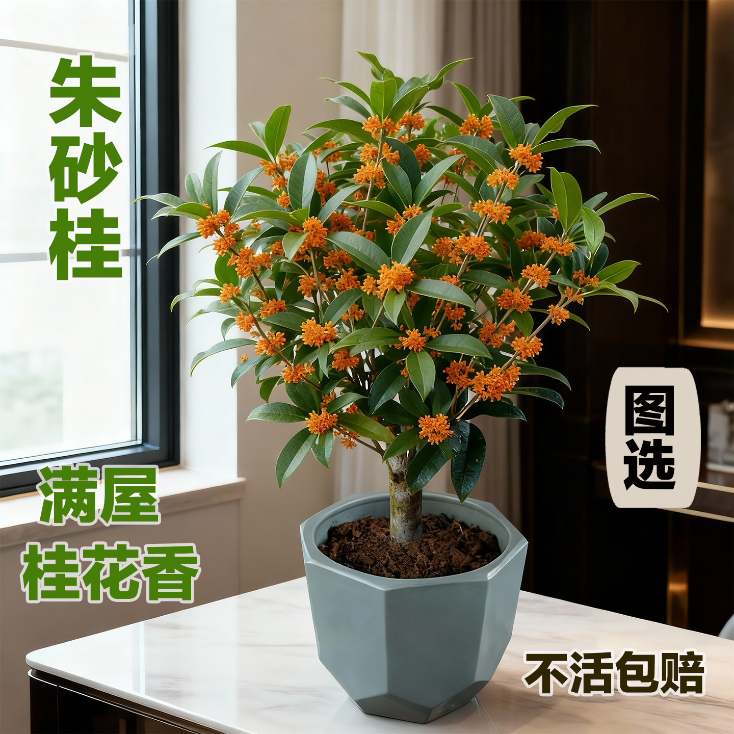 朱砂丹桂红色花树苗正宗矮株老桩盆栽地栽土培水培