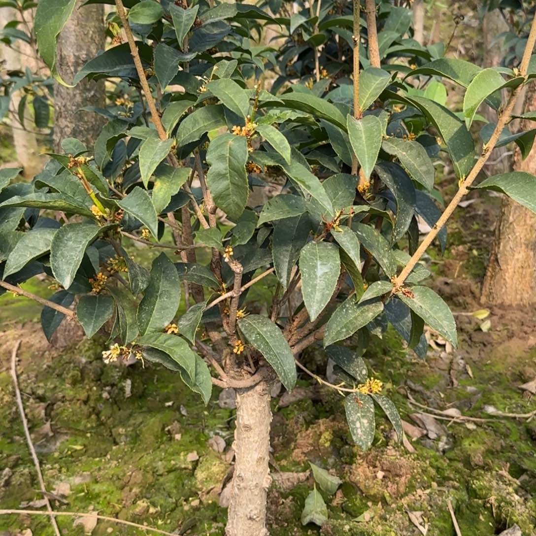 明***好桂花。四季桂系列