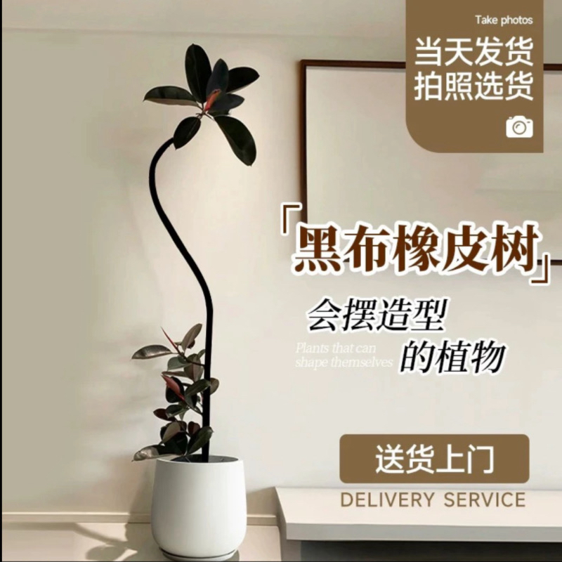 造型黑金刚网红橡皮树客厅大型盆栽吸甲醛观叶植物