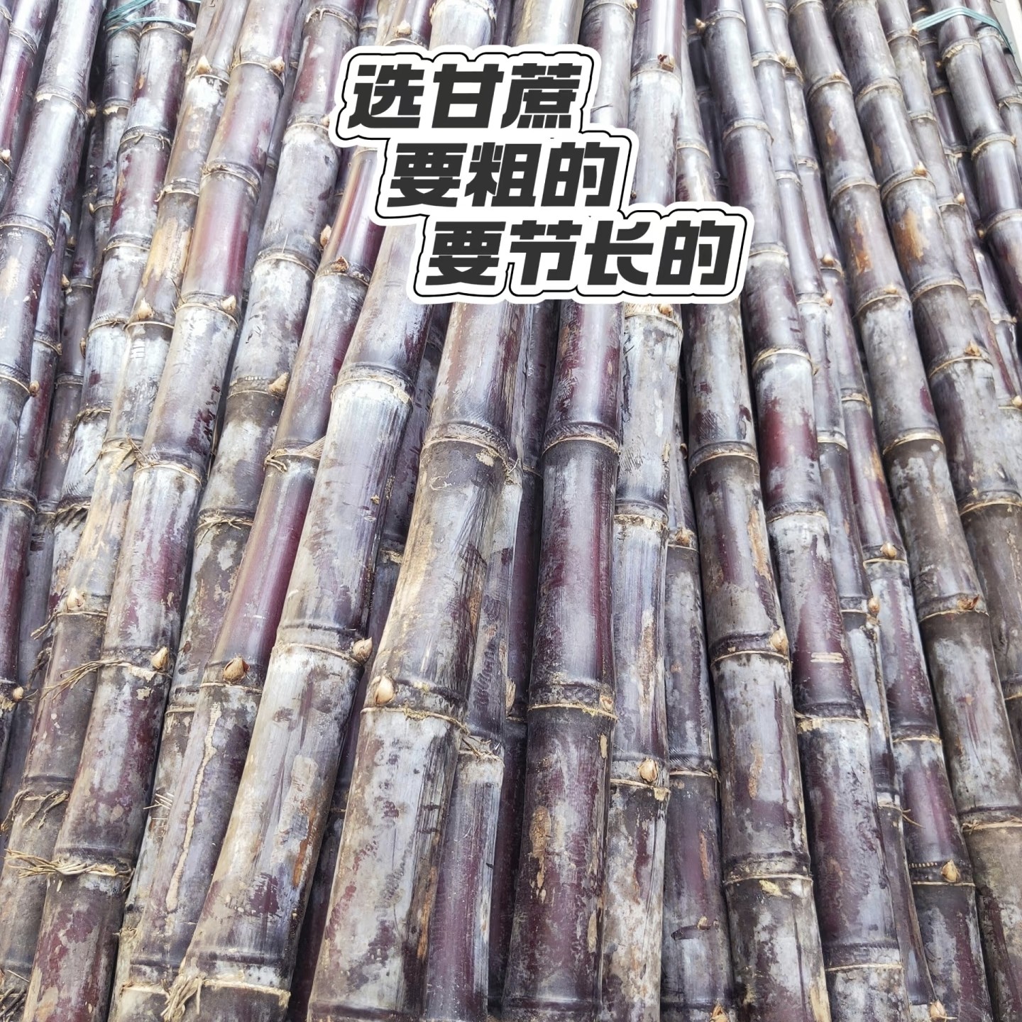 广西紫皮大甘蔗一根去皮切段