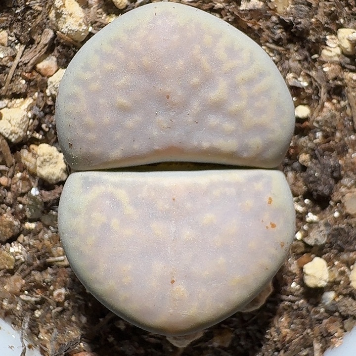 生石花111122。   201