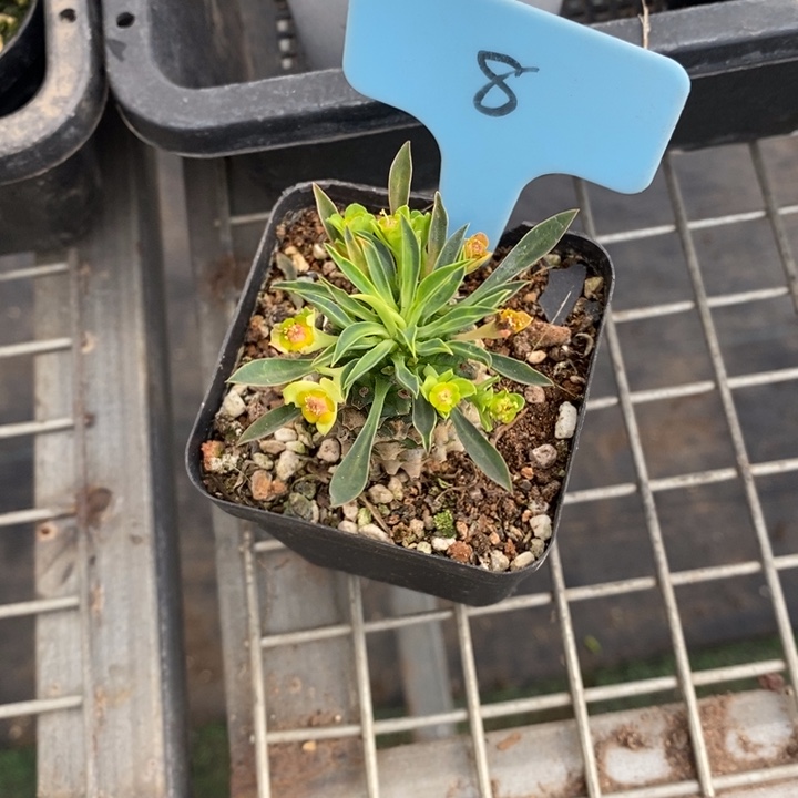 三**桃伯克利和格兰两位著名的