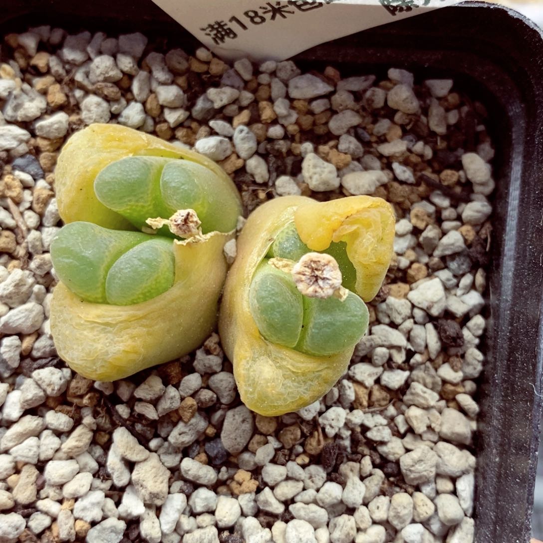 我的小姐姐们都是543