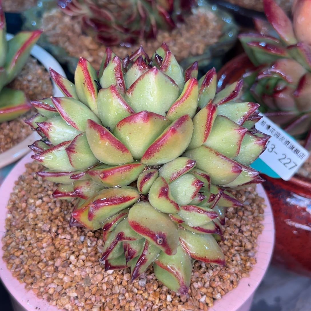 多肉一物一拍0213-227