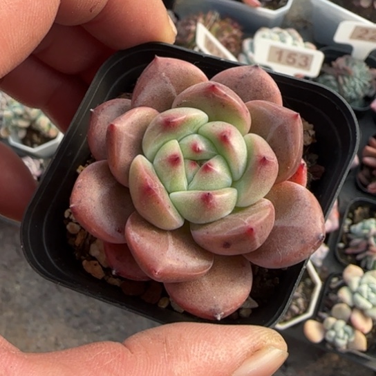 224比翼鸟多肉植物多