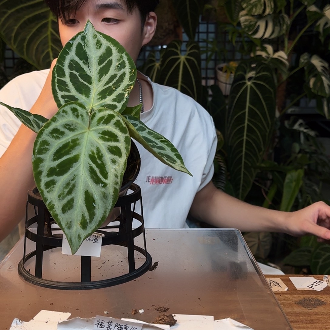 完全开放I11黑色面纱杂黑钻石